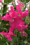 Josie Sweet Pea Seeds - 50 Premium Lathyrus odoratus Climbing Flower Seeds for Garden, Fences, Containers