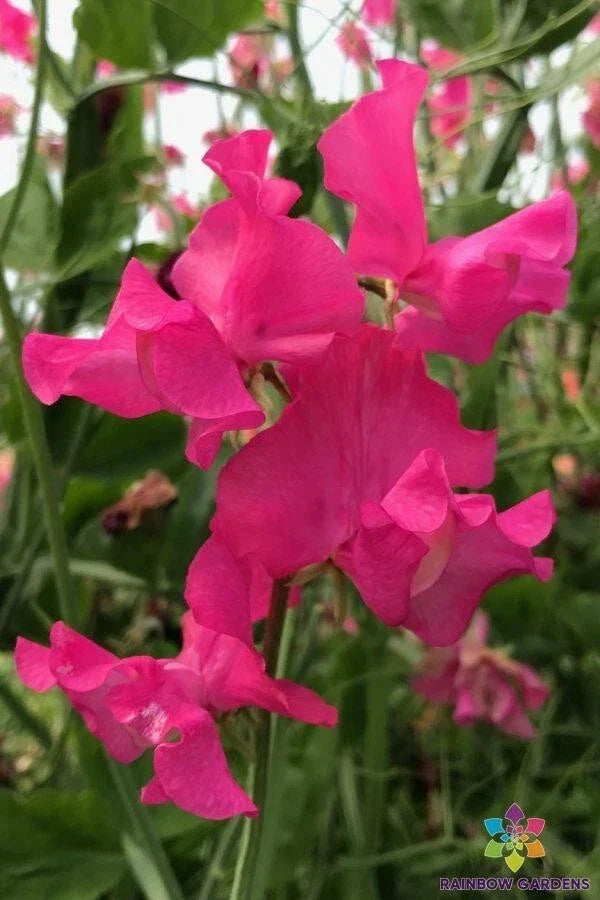 Josie Sweet Pea Seeds - 50 Premium Lathyrus odoratus Climbing Flower Seeds for Garden, Fences, Containers