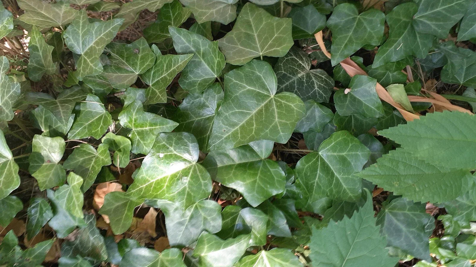 English Ivy Bare Root Cuttings - 10" Strips Hedera helix for Gardening & Landscaping, Climbing & Trailing Plant