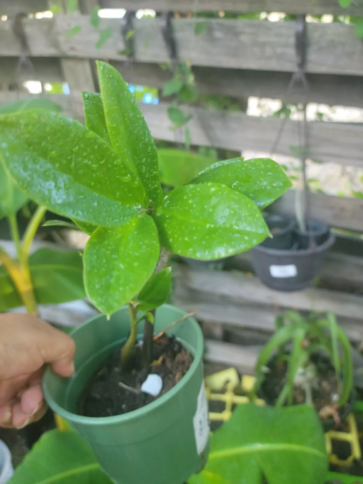 Raven ZZ Plant 4-Inch Pot, Zamioculcas zamiifolia, Indoor Low Light Houseplant, Air Purifying