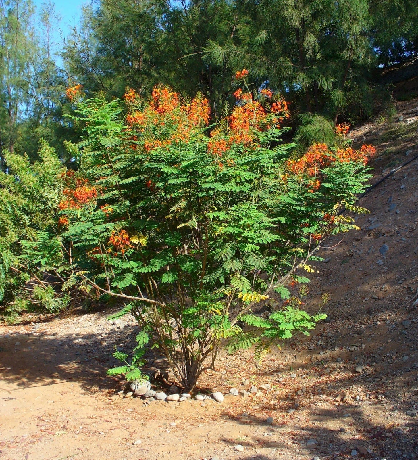 Pride of Barbados Seeds - Caesalpinia pulcherrima Tropical Flowering Plant Pack of 10 for Gardens & Landscaping