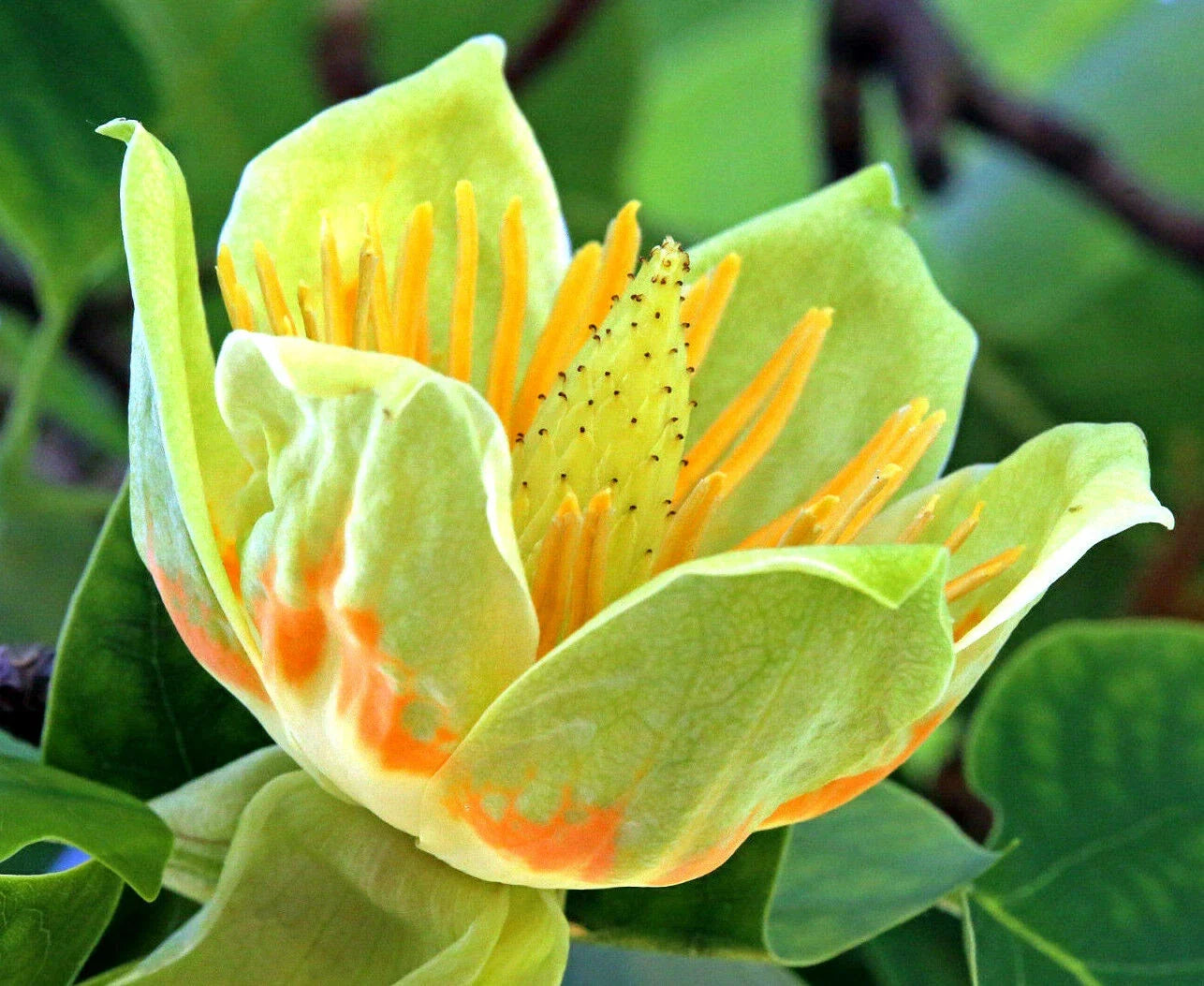 20 Tulip Poplar Seeds - Liriodendron tulipifera - Big Flowers, Fast-Growing Tree for Garden & Landscape