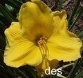 10 Daylily Plants - Sun Locket Bright Yellow Flowers - Hemerocallis - Clumping Perennial, Summer Bloom, Garden Border, Container Plant