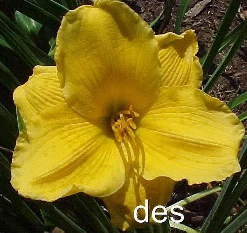10 Daylily Plants - Sun Locket Bright Yellow Flowers - Hemerocallis - Clumping Perennial, Summer Bloom, Garden Border, Container Plant