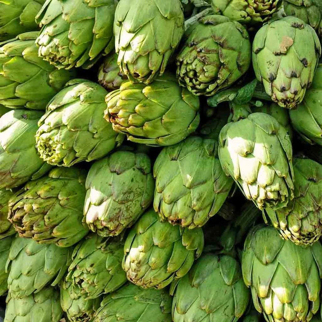 Artichoke Seeds 25 Pack Green Globe Cynara scolymus Non-GMO Vegetable Garden Seeds for Home Gardening