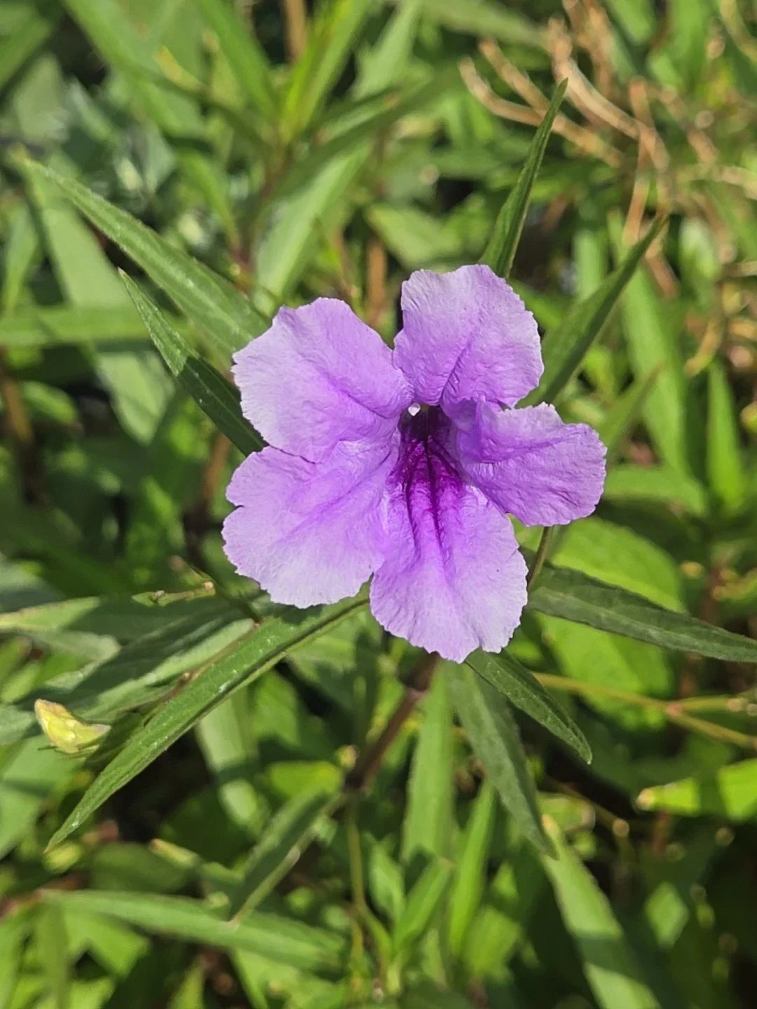 Mexican Petunia Cuttings - 6 Organic Purple Flower Plants - Ruellia simplex Perennial for Borders & Containers