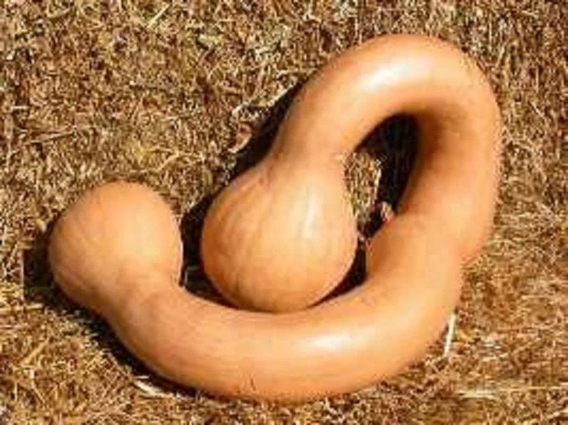 Long Neck Pumpkin Seeds - 10+ Dutch Crookneck Butternut Squash Cucurbita moschata, Vining, Organic, Heirloom, Full Sun