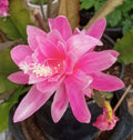 Rare Orchid Cactus Cutting 6" Epiphyllum oxypetalum Indoor Succulent Exotic Flowering Cactus