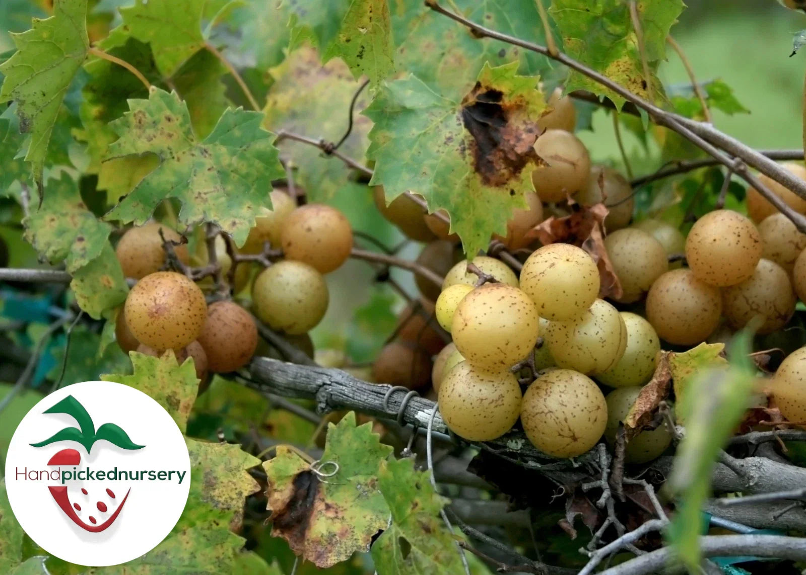 Sweet Jenny Muscadine Grape Vine - 2 Year Old Bare Root Live Plant - Vitis rotundifolia - 1-2ft Climbing Vine for Garden