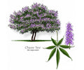 Blue-Purple Vitex agnus-castus Chaste Tree Cuttings – 12 Thin Rooting & Grafting Propagation Material