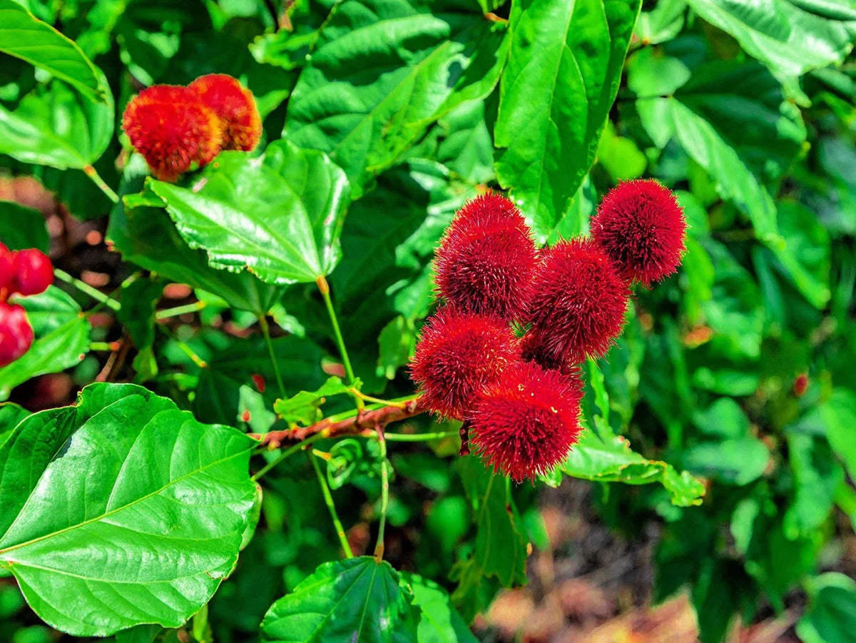 Lipstick Tree Seeds - Bixa orellana - Natural Dye & Ornamental Planting Seeds - Small Tree or Shrub, 20 Seeds