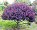 Blue Leafed Mimosa Tree Seeds – Acacia baileyana Purpure, 30 Seeds for Planting, Fast-Growing, Yellow Flowers, Drought Tolerant