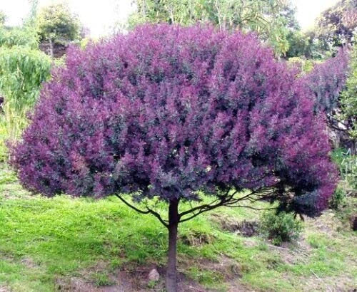 Blue Leafed Mimosa Tree Seeds – Acacia baileyana Purpure, 30 Seeds for Planting, Fast-Growing, Yellow Flowers, Drought Tolerant