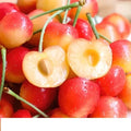25 Rainier Cherry Tree Seeds - Sweet Red & Golden Yellow Fruit - Prunus avium - Self-Pollinating, Full Sun, Garden or Orchard