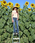 Skyscraper Sunflower Seeds - 100 Non-GMO Helianthus annuus for Tall, Vibrant Flowers, Full Sun, USA Seller