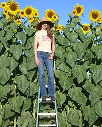 Skyscraper Sunflower Seeds - 100 Non-GMO Helianthus annuus for Tall, Vibrant Flowers, Full Sun, USA Seller