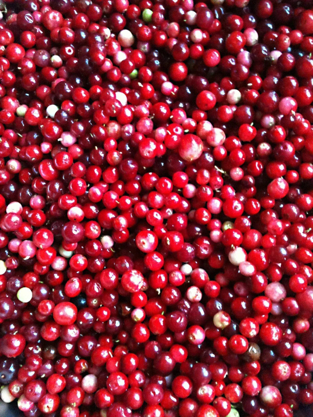 Lingonberry Seeds 25+ Pack Vaccinium Vitis-Idaea Cold Tolerant Superfruit for Garden, Containers, or Landscaping
