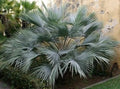 Blue Hesper Palm Seeds, Brahea Armata, Rare Blue Palm Tree, Tropical Garden, Landscape, Drought-Tolerant, 8 Seeds
