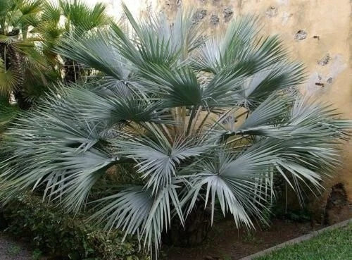 Blue Hesper Palm Seeds, Brahea Armata, Rare Blue Palm Tree, Tropical Garden, Landscape, Drought-Tolerant, 8 Seeds
