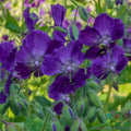 Lily Lovell Geranium Seeds – Pelargonium 'Lily Lovell' – Vibrant Pink & Lavender Flowers for Garden & Containers