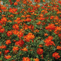 Tango Cosmos Seeds – 200+ Count – Vibrant Flowering Garden Seeds – Cosmos bipinnatus