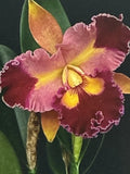 Cattleya Orchid Plant Bare Root with 2-3 Stems | Cattleya spp. Flowering Houseplant