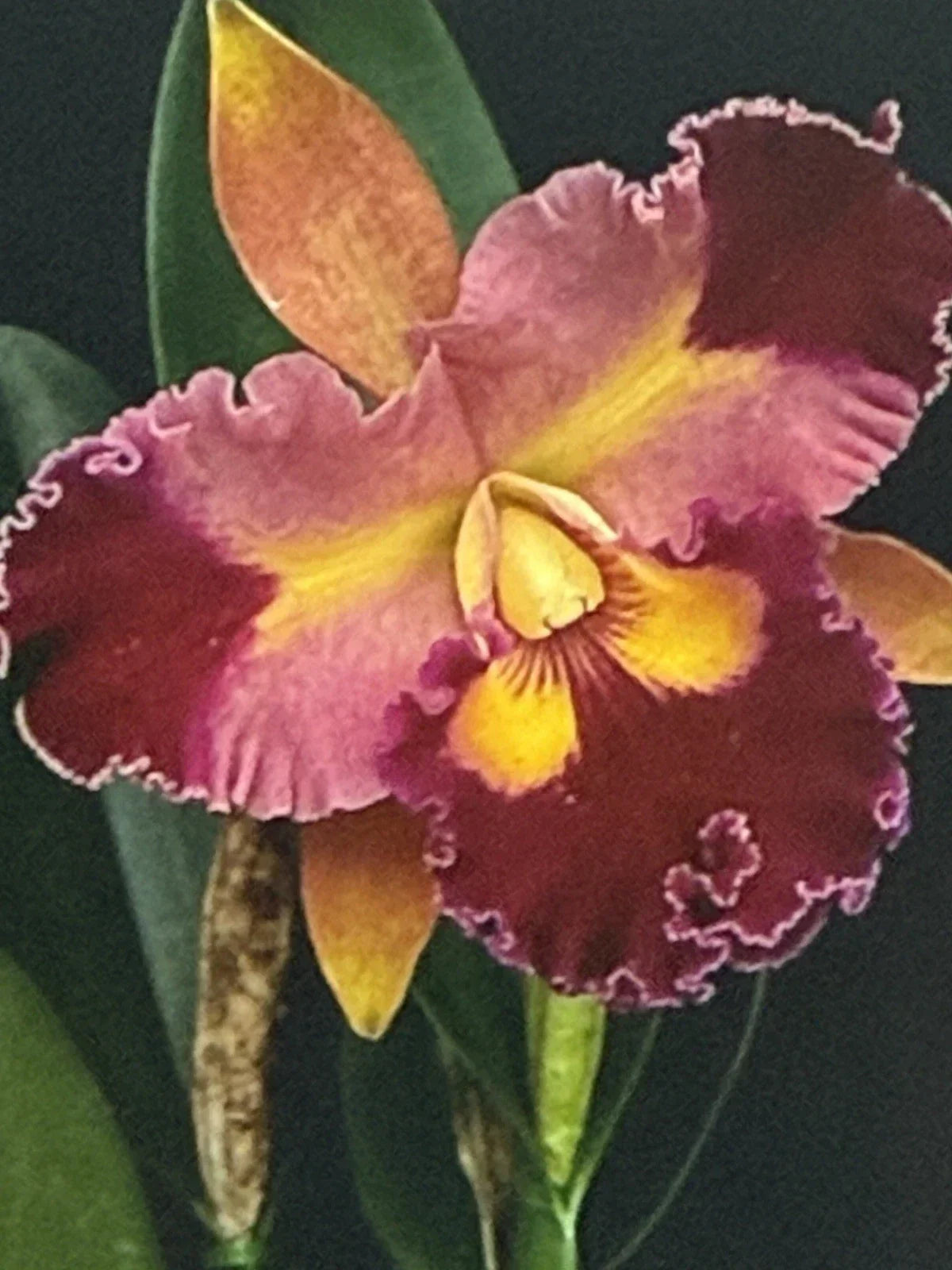 Cattleya Orchid Plant Bare Root with 2-3 Stems | Cattleya spp. Flowering Houseplant