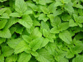 Lemon Balm Seeds Pack - Over 1000 Melissa officinalis Herb Seeds for Culinary, Tea & Garden | Aromatic, Easy to Grow