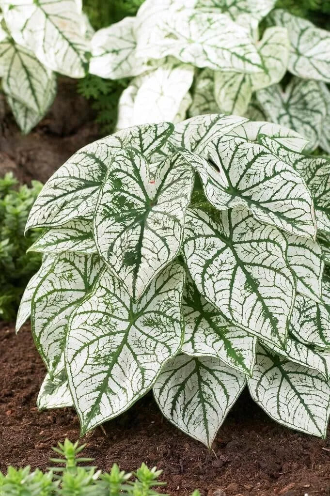 White Caladium Bulbs Candidum Variety - Tropical Foliage Plant for Shade Gardens