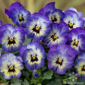Sorbet XP Neptune Pansy Seeds - Viola x wittrockiana, Blue & Purple, 200+ Premium Garden Seeds for Bright Color