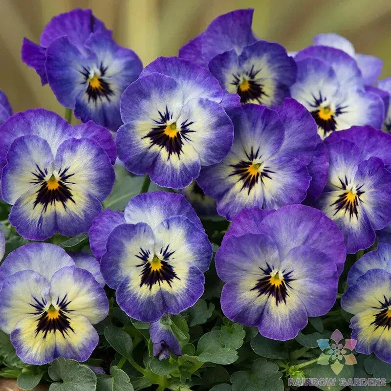 Sorbet XP Neptune Pansy Seeds - Viola x wittrockiana, Blue & Purple, 200+ Premium Garden Seeds for Bright Color