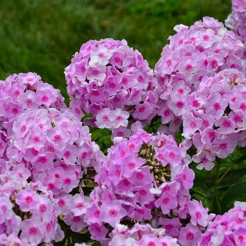 Opalescence Phlox Seeds - 100+ Pack for Garden Planting, Phlox paniculata, Vibrant Summer Blooms, Butterfly Attractant, USA Grown