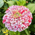 Peppermint Stick Zinnia Seeds - 100+ Pink & White Striped Flowers - Zinnia elegans - Annual Flower Seeds for Garden & Cuttings