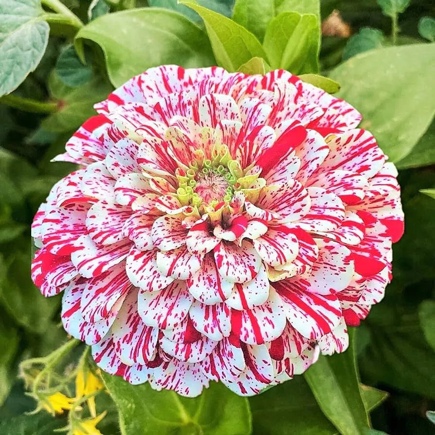 Peppermint Stick Zinnia Seeds - 100+ Pink & White Striped Flowers - Zinnia elegans - Annual Flower Seeds for Garden & Cuttings