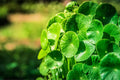 Gotu Kola Seeds - Organic Herb Garden, Medicinal Plant, Centella asiatica, Pennywort, 50 Seeds