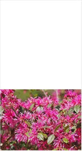 Loropetalum Plum Delight Shrub 3" Live Plant - Purple Foliage, Flowering, Loropetalum chinense, Drought Tolerant, Low Maintenance