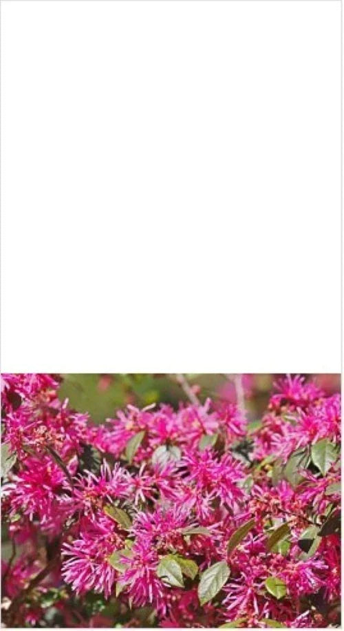Loropetalum Plum Delight Shrub 3" Live Plant - Purple Foliage, Flowering, Loropetalum chinense, Drought Tolerant, Low Maintenance
