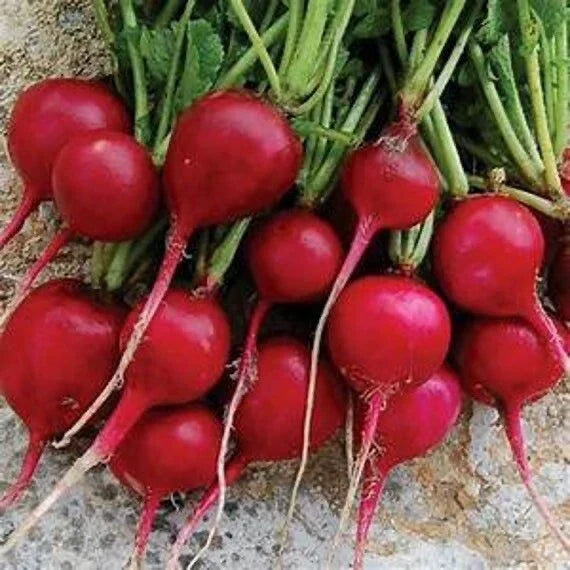 Organic Radish Seeds – Early Scarlet Globe Raphanus sativus – Fast-Growing Edible Vegetable for Home Garden