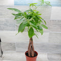 Money Tree Plant in 4-Inch Pot, Pachira aquatica, Indoor House Plant, Live Green Decor, Easy Care, Prosperity Gift