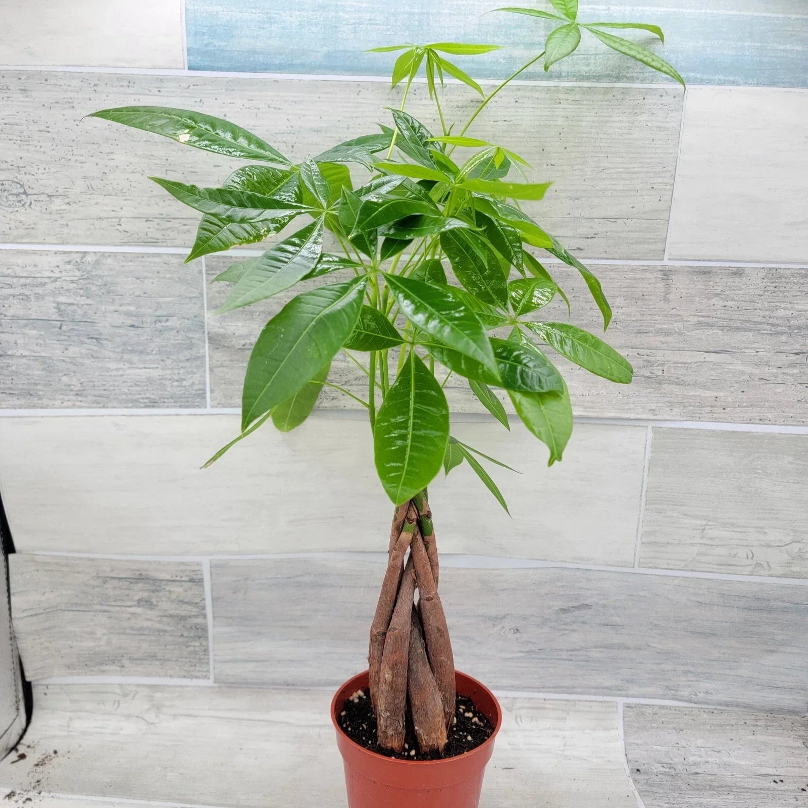 Money Tree Plant in 4-Inch Pot, Pachira aquatica, Indoor House Plant, Live Green Decor, Easy Care, Prosperity Gift