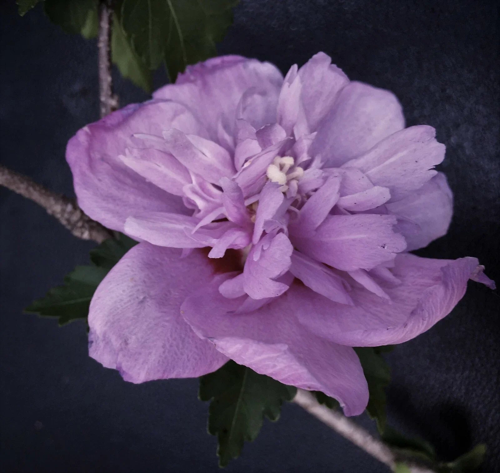 Live Plant Starter Bush Tree – Double Purple Rose of Sharon Hibiscus, Hibiscus syriacus, 6" to 1' tall
