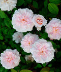 Cecile Brunner Antique Rose Cuttings - 8 Premium Rosa 'Cecile Brunner' Bush Plantings for Garden