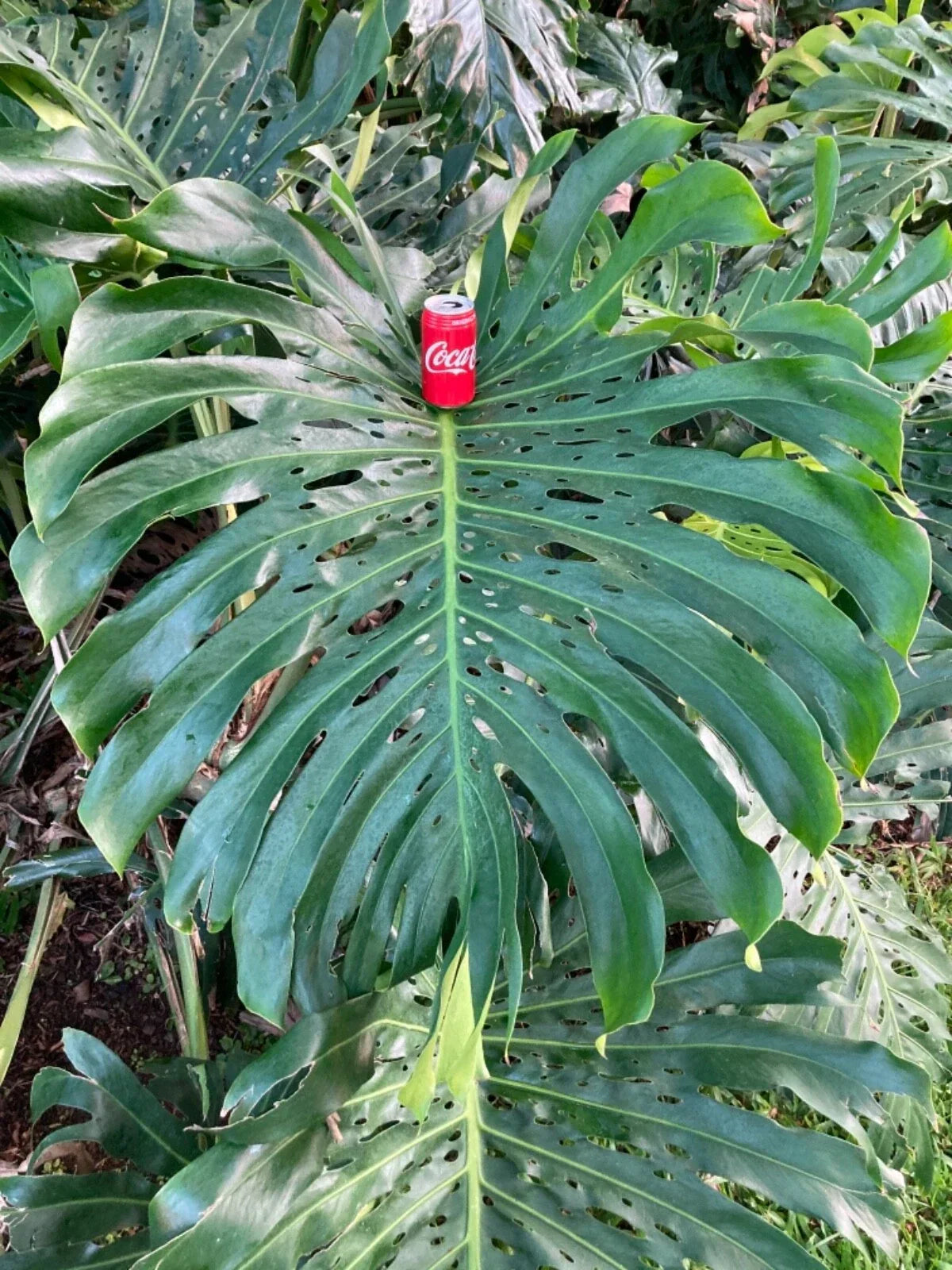 Monstera deliciosa Cutting - 24 Inch Giant Swiss Cheese Vine, Indoor Plant Propagation, Large Tropical Houseplant