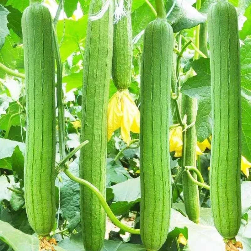 Luffa Gourd Seeds, 10+ Pack, Natural Loofah for Dishcloth & Body, Chinese Sigua, Luffa aegyptiaca, Eco-Friendly Gardening