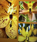 Orchid Plants Mix Box – 5 Bulbs, Cuttings, Seedlings – Assorted Orchidaceae for Indoor & Outdoor Garden