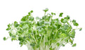 Alfalfa Microgreens Seeds - 250 Seeds - Nutritious, Easy to Grow - Medicago sativa Microgreens for Indoor Gardening