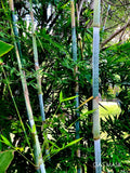 Tropical Blue Bamboo Rhizome | Clumping Live Plant | Blue Chungii Bambusa vulgaris var. vulgaris | Exotic Ornamental Shrub