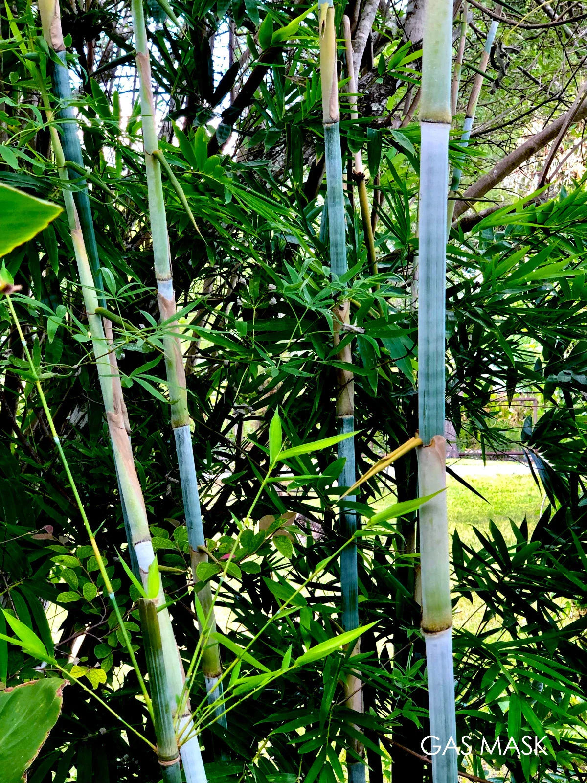 Tropical Blue Bamboo Rhizome | Clumping Live Plant | Blue Chungii Bambusa vulgaris var. vulgaris | Exotic Ornamental Shrub