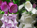 Foxglove Seeds Bulk 1000 Digitalis purpurea Spotted Purple & White Flowering Plant