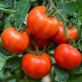 Tomato Seeds - 60 Count Wisconsin 55 Heirloom Indeterminate Non-GMO Solanum lycopersicum